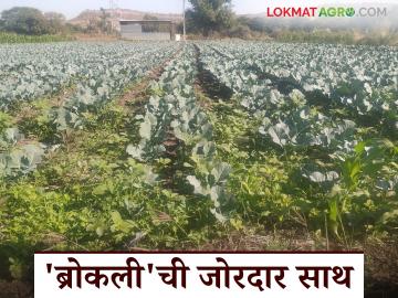 Success Story : २५ गुंठे क्षेत्रात दहा टनांचे उत्पादन; परदेशी भाजीपाल्यांचा मराठवाड्याच्या शेतकऱ्यांना लळा - Marathi News | Success Story: Ten tons of production in 25 gunthe area; Foreign vegetables appeal to the farmers of Marathwada | Latest News at Lokmat.com Success Story : २५ गुंठे क्षेत्रात दहा टनांचे उत्पादन; परदेशी भाजीपाल्यांचा मराठवाड्याच्या शेतकऱ्यांना लळा - Marathi News | Success Story: Ten tons of production in 25 gunthe area; Foreign vegetables appeal to the farmers of Marathwada | Latest News at Lokmat.com