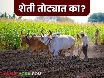 तोट्याची शेती फायद्याची करायची आहे? मग नक्की काय करायला हवं; वाचा काय सांगताहेत अभ्यासक - Marathi News | Want to turn loss-making farming into profitable farming? Then what exactly should be done; Read what scholars are saying | Latest News at Lokmat.com