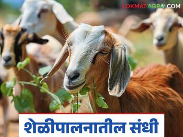 Sheli Palan : शेळीपालन करण्याच्या विचारात आहात? मग हे अवश्य वाचा - Marathi News | Sheli Palan: Are you thinking of raising goats? Then definitely read this | Latest News at Lokmat.com