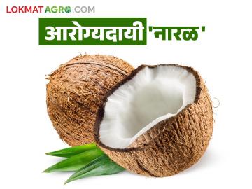 नारळाच्या नियमित सेवनाने मिळेल उभारी; सदृढ आरोग्याची नारळ आहे गुरुकिल्ली - Marathi News | Regular consumption of coconut will provide vitality; coconut is the key to good health | Latest News at Lokmat.com