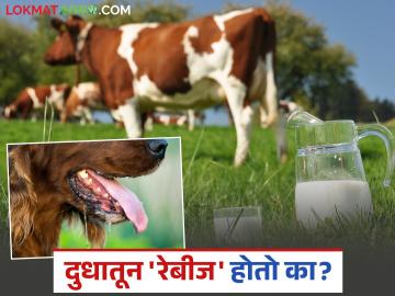 रेबिज बाधित जनावरांचे दूध सेवन केल्यास रेबिज होतो का? वाचा काय सांगताहेत तज्ञ - Marathi News | Does consuming milk from rabies-infected animals cause rabies? Read what experts say | Latest News at Lokmat.com रेबिज बाधित जनावरांचे दूध सेवन केल्यास रेबिज होतो का? वाचा काय सांगताहेत तज्ञ - Marathi News | Does consuming milk from rabies-infected animals cause rabies? Read what experts say | Latest News at Lokmat.com