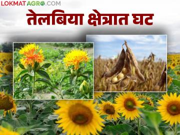 केंद्राने योजना राबवूनही गतवर्षीच्या तुलनेत यंदा ४ हजार ४६० हेक्टर कमी लागवड; तेलबियांचे क्षेत्र घटले! - Marathi News | Despite the implementation of the scheme by the Center, 4,460 hectares less were cultivated this year compared to last year; Oilseed area decreased! | Latest News at Lokmat.com
