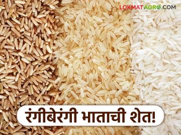'आत्मा'च्या मदतीने यंदा रायगडच्या शेतशिवारात डोलणार लाल, काळे, जांभळ्या रंगाचे भातपीक - Marathi News | With the help of 'Atma', red, black and purple rice crops will flourish in the fields of Raigad this year. | Latest News at Lokmat.com 'आत्मा'च्या मदतीने यंदा रायगडच्या शेतशिवारात डोलणार लाल, काळे, जांभळ्या रंगाचे भातपीक - Marathi News | With the help of 'Atma', red, black and purple rice crops will flourish in the fields of Raigad this year. | Latest News at Lokmat.com