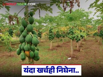 सव्वातीन लाख खर्च अन् हाती आले ७५ हजार; पपई उत्पादक शेतकरी यंदा अडचणीत - Marathi News | Three and a half lakhs spent and 75 thousand received; Papaya producing farmers in trouble this year | Latest News at Lokmat.com