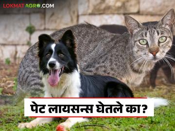 घरामध्ये कुत्रा, मांजर पाळताय मग नोंदणी अन् परवाना घेतला का? अन्यथा होणार कारवाई - Marathi News | If you keep a dog or cat at home, have you registered and obtained a license? Otherwise, action will be taken. | Latest News at Lokmat.com