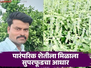 पारंपरिक शेतीला सुपरफूडचा आधार; चिया शेतीतून लक्षमणरावांनी घेतले साडेआठ लाखांचे उत्पन्न - Marathi News | Superfoods support traditional agriculture; Laxmanrao earned an income of eight and a half lakhs from chia farming | Latest News at Lokmat.com पारंपरिक शेतीला सुपरफूडचा आधार; चिया शेतीतून लक्षमणरावांनी घेतले साडेआठ लाखांचे उत्पन्न - Marathi News | Superfoods support traditional agriculture; Laxmanrao earned an income of eight and a half lakhs from chia farming | Latest News at Lokmat.com