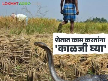 तापमान वाढल्याने 'नागोबा' येताहेत बिळाबाहेर; शेतकऱ्यांनो, शेतात काम करताना काळजी घ्या - Marathi News | As temperatures rise, 'Nagoba' is coming out of its burrow; Farmers, be careful while working in the fields | Latest News at Lokmat.com