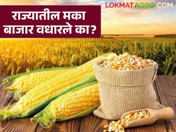 दिवाळीच्या तोंडावर मका बाजारात घसरण की तेजी? जाणून घ्या आजचे मका बाजारभाव - Marathi News | Will the maize market fall or rise on the eve of Diwali? Know today's maize market prices | Latest News at Lokmat.com