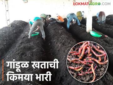 Organic Farming : गांडूळ खत निर्मितीतून शेतकऱ्याने फुलविली सेंद्रीय शेती; उत्पन्नाच्या देखील रुंदावल्या सीमा - Marathi News | Organic Farming: Organic farming developed by the farmer through vermicomposting; Income limits also widened | Latest News at Lokmat.com