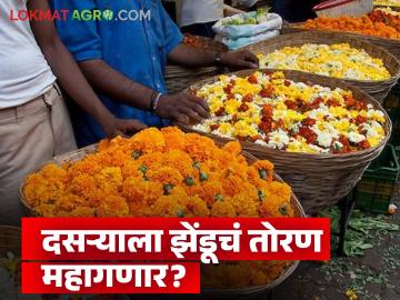 Dasara: अतिवृष्टीमुळे फुलशेतीला फटका; दसऱ्याला झेंडूची आवक घटली तर दरात वाढ - Marathi News | Heavy rains hit flower farming; Marigold arrivals decrease during Dussehra, prices increase | Latest News at Lokmat.com