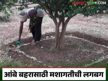 कृषी विभागाचे दुर्लक्ष; मराठवाड्यातील ४ हजार ९०० हेक्टर मोसंबी फळबागा तग धरणार का? - Marathi News | Neglect of the Department of Agriculture; Will the 4 thousand 900 hectares of Mosambi orchards in Marathwada survive? | Latest News at Lokmat.com कृषी विभागाचे दुर्लक्ष; मराठवाड्यातील ४ हजार ९०० हेक्टर मोसंबी फळबागा तग धरणार का? - Marathi News | Neglect of the Department of Agriculture; Will the 4 thousand 900 hectares of Mosambi orchards in Marathwada survive? | Latest News at Lokmat.com
