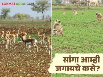 वन्यजीवांचा मानवी वस्तीत वावर वाढल्याने शेकडो एकर शेती पडीक - Marathi News | Hundreds of acres of farmland fallow as wildlife encroaches on human settlements | Latest News at Lokmat.com