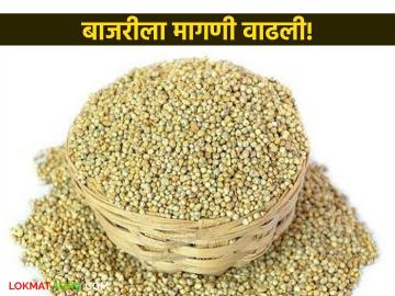 बाजरीला वाढली मागणी; मागील वर्षीच्या तुलनेत यंदा किलोमागे ५ ते ७ रुपयांनी दरवाढ बाजरीला वाढली मागणी; मागील वर्षीच्या तुलनेत यंदा किलोमागे ५ ते ७ रुपयांनी दरवाढ
