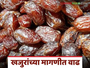 शरीराला ऊर्जा देणाऱ्या खजुरांची मागणी वाढली; किलोमागे ५० ते ६० रुपयांची दरवाढ - Marathi News | Demand for dates, which provide energy to the body, has increased; Price hiked by Rs 50 to 60 per kg | Latest News at Lokmat.com शरीराला ऊर्जा देणाऱ्या खजुरांची मागणी वाढली; किलोमागे ५० ते ६० रुपयांची दरवाढ - Marathi News | Demand for dates, which provide energy to the body, has increased; Price hiked by Rs 50 to 60 per kg | Latest News at Lokmat.com