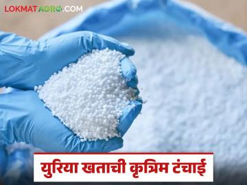 रब्बी पिकांना युरिया मिळेना! विक्रेत्यांची मनमानी पुढे शेतकरी हतबल - Marathi News | Urea not available for Rabi crops! Farmers desperate due to vendors' arbitrariness | Latest News at Lokmat.com रब्बी पिकांना युरिया मिळेना! विक्रेत्यांची मनमानी पुढे शेतकरी हतबल - Marathi News | Urea not available for Rabi crops! Farmers desperate due to vendors' arbitrariness | Latest News at Lokmat.com