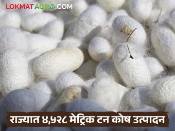रेशीम शेतीने गाठला उच्चांक; राज्यात यंदा ४,५२८ मेट्रिक टन कोष उत्पादन - Marathi News | Sericulture reaches record high; 4,528 metric tons of silkworm production in the state this year | Latest News at Lokmat.com