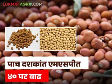 एमएसपी, उत्पादकतेत वाढ; मात्र वाढता उत्पादन खर्च, कीडरोग, अवकाळीने शेतकऱ्यांना स्थैर्य नाहीच - Marathi News | MSP 40 times, productivity increased by 175 percent; However, farmers are not stable due to increasing production costs, pests and diseases, and unseasonal crises | Latest News at Lokmat.com एमएसपी, उत्पादकतेत वाढ; मात्र वाढता उत्पादन खर्च, कीडरोग, अवकाळीने शेतकऱ्यांना स्थैर्य नाहीच - Marathi News | MSP 40 times, productivity increased by 175 percent; However, farmers are not stable due to increasing production costs, pests and diseases, and unseasonal crises | Latest News at Lokmat.com