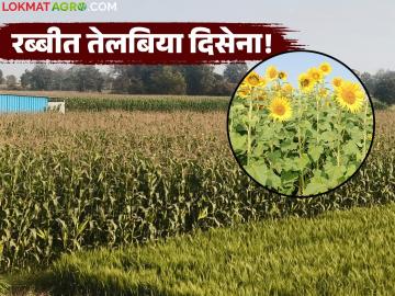 भोकरदन तालुक्यात रब्बी जोमात; तेलबिया पिकांकडे यंदा शेतकऱ्यांनी पाठ, मक्याला पण मिळेना दर - Marathi News | Rabi season in full swing in Bhokardan taluka; Farmers have turned to oilseed crops this year, even maize did not get a good price | Latest News at Lokmat.com