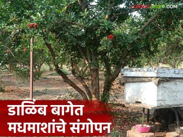 बागेचे नुकसान टाळण्यासाठी होतंय मधमाश्यांचे संगोपन; वाचा काय सांगताहेत उत्पादक शेतकरी - Marathi News | Bees are being raised to prevent damage to gardens; Read what productive farmers are saying | Latest News at Lokmat.com