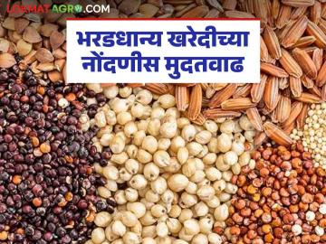 भरडधान्य खरेदीच्या शासकीय पोर्टलवरील नोंदणीस १५ जानेवारीपर्यंत मुदतवाढ - Marathi News | Registration on government portal for purchasing coarse grains extended till January 15 | Latest News at Lokmat.com भरडधान्य खरेदीच्या शासकीय पोर्टलवरील नोंदणीस १५ जानेवारीपर्यंत मुदतवाढ - Marathi News | Registration on government portal for purchasing coarse grains extended till January 15 | Latest News at Lokmat.com