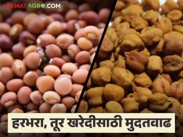 कोणत्या शेतमालाला मिळतोय अधिक भाव? तर कुठे आहे मंदी; जाणून घ्या बाजारपेठेतील सविस्तर स्थिती - Marathi News | Which agricultural product is getting higher price? So where is the slowdown; Know the detailed situation in the market | Latest News at Lokmat.com