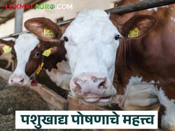 जागतिक कडधान्य दिन विशेष : पशुखाद्य पोषणाचे महत्त्व आणि जनावरांचा संतुलित आहार - Marathi News | World Pulses Day Special: Importance of animal feed nutrition and balanced diet of animals | Latest News at Lokmat.com