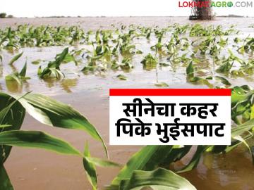 Sina River Flood : पंधरा दिवसांत तीन महापूर; सीना नदीच्या पुराने मका-ऊस उध्वस्त - Marathi News | Sina River Flood: Three major floods in fifteen days; Sina River floods destroy maize and sugarcane | Latest News at Lokmat.com