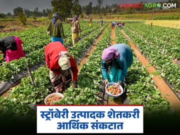 नंदुरबार करतंय 'महाबळेश्वर'कडे वाटचाल; सरकारी अनास्थेमुळे मात्र स्ट्रॉबेरी उत्पादक शेतकऱ्यांचे हाल - Marathi News | Nandurbar is moving towards 'Mahabaleshwar'; However, due to government apathy, strawberry farmers are suffering | Latest News at Lokmat.com