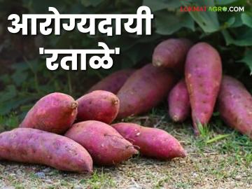 यंदा महाशिवरात्रीला रताळे नक्की खा; आरोग्यासाठी विविध पोषक तत्वांनी समृद्ध रताळे - Marathi News | Make sure to eat sweet potatoes on Mahashivratri this year; Sweet potatoes are rich in various nutrients for health | Latest News at Lokmat.com