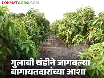 गुलाबी थंडीने जागवल्या आंबा बागायतदारांच्या आशा; मार्चमध्ये येऊ शकतो हापूस बाजारात - Marathi News | Pink cold weather raises hopes of mango growers; Hapus may hit the market in March | Latest News at Lokmat.com गुलाबी थंडीने जागवल्या आंबा बागायतदारांच्या आशा; मार्चमध्ये येऊ शकतो हापूस बाजारात - Marathi News | Pink cold weather raises hopes of mango growers; Hapus may hit the market in March | Latest News at Lokmat.com