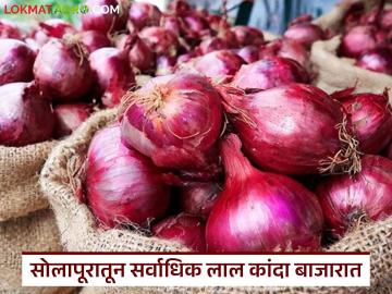 सोलापूर मधून लाल तर नाशिक मधून सर्वाधिक पोळ कांदा बाजारात; वाचा आजचे कांदा बाजारभाव - Marathi News | Red onion from Solapur and yellow onion from Nashik are the most in the market; Read today's onion market price | Latest News at Lokmat.com