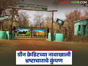 ग्रीन क्रेडिटच्या नावाखाली भ्रष्टाचाराचे कुंपण; नवेगावबांध वनपरिक्षेत्रातील प्रकार - Marathi News | Corruption in the name of green credit; Examples from Navegaon Bandh forest area | Latest News at Lokmat.com