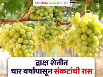 Grape Farming : सलग चार वर्षांपासून असलेल्या संकटांमुळे कीटकनाशकांचा खर्च चौपट वाढला; द्राक्ष उत्पादक कर्जाच्या विळख्यात - Marathi News | Grape Farming: Pesticide costs have increased fourfold due to the crises that have been going on for four consecutive years; Grape growers are in debt | Latest News at Lokmat.com