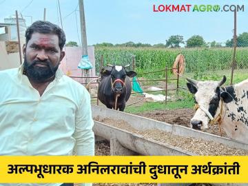 Dairy Farmer Success Story : अल्पभूधारक अनिलरावांची दुधातून अर्थक्रांती; दूध दर कमी असतांनाही मिळतोय नफा - Marathi News | Dairy Farmer Success Story : Small land holder Anil Rao's economic revolution through milk; Even when milk prices are low, profits are being made | Latest News at Lokmat.com