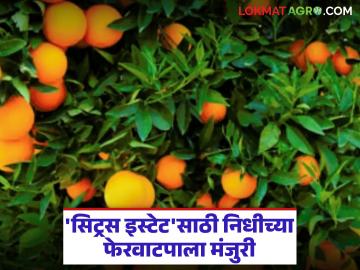 संत्रा उत्पादकांना मिळणार बळ; चांदूरबाजार 'सिट्रस इस्टेट'साठी निधीच्या फेरवाटपाला मंजुरी - Marathi News | Orange growers will get strength; Approval for reallocation of funds for Chandurbazar 'Citrus Estate' | Latest News at Lokmat.com