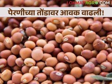 पेरणीच्या तोंडावर बाजारात तुरीची आवक वाढली; दरात मात्र घसरण सुरूच - Marathi News | The arrival of turi in the market has increased ahead of sowing; however, the price continues to fall. | Latest News at Lokmat.com पेरणीच्या तोंडावर बाजारात तुरीची आवक वाढली; दरात मात्र घसरण सुरूच - Marathi News | The arrival of turi in the market has increased ahead of sowing; however, the price continues to fall. | Latest News at Lokmat.com