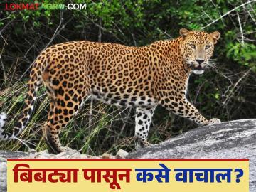 Safety Tips From Leopards : बिबट्या पासून सुरक्षित राहण्यासाठी काही महत्त्वाच्या टिप्स - Marathi News | Safety Tips From Leopards: Some important tips to stay safe from leopards | Latest News at Lokmat.com