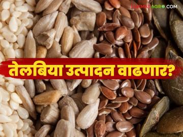 तेलबिया उत्पादन वाढीसाठी आता शेतकऱ्यांना मिळणार आधुनिक लागवड तंत्रज्ञान प्रशिक्षण - Marathi News | Farmers will now get training in modern cultivation technology to increase oilseed production | Latest News at Lokmat.com