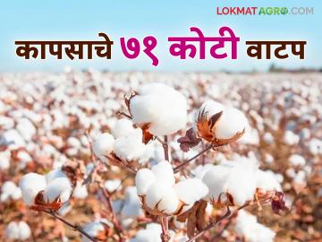 गंगापूर तालुक्यात सीसीआय केंद्रांवर कापूस खरेदी पोटी शेतकऱ्यांना ७१ कोटी १७ लाख रुपये वितरित - Marathi News | Rs 71 crore 17 lakh distributed to farmers for cotton purchase at CCI centers in Gangapur taluka | Latest News at Lokmat.com