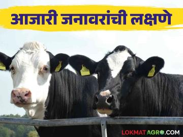 Animal Care : आता आजारी जनावरे ओळखा झटपट; आर्थिक फायद्यासह होईल वेळीची बचत - Marathi News | Animal Care: Now identify sick animals instantly; Save time with financial benefits | Latest News at Lokmat.com