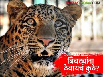 तेरा कोटी खर्चुन ६८ बिबटे जेरबंद पण आता त्यांना 'ठेवायचं कुठे?' वनविभागासमोर नवा पेच - Marathi News | 68 leopards captured at a cost of Rs 13 crores, but now where to keep them? A new dilemma for the forest department | Latest News at Lokmat.com तेरा कोटी खर्चुन ६८ बिबटे जेरबंद पण आता त्यांना 'ठेवायचं कुठे?' वनविभागासमोर नवा पेच - Marathi News | 68 leopards captured at a cost of Rs 13 crores, but now where to keep them? A new dilemma for the forest department | Latest News at Lokmat.com