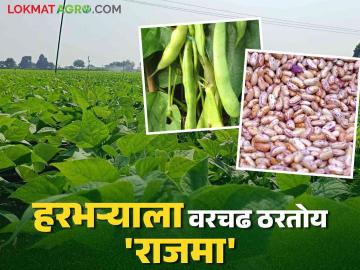 Rajma Farming In Maharashtra : हरभऱ्याच्या जागी राजमा शेतीचा हजारो हेक्टरवर पेरा विस्तारला; का आहे राजमा शेती फायद्याची वाचा सविस्तर - Marathi News | Rajma Farming In Maharashtra: Rajma farming has spread to thousands of hectares instead of gram; Read in detail why is Rajma farming beneficial | Latest News at Lokmat.com