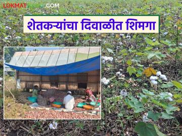 कापूस, कांदा, मका उत्पादक शेतकऱ्यांचा दिवाळीत शिमगा; बाजारात कांद्यासह कापसाचेही दर पडले - Marathi News | Cotton, onion, and corn farmers are in a hurry for Diwali; Prices of cotton and onion also fell in the market | Latest News at Lokmat.com कापूस, कांदा, मका उत्पादक शेतकऱ्यांचा दिवाळीत शिमगा; बाजारात कांद्यासह कापसाचेही दर पडले - Marathi News | Cotton, onion, and corn farmers are in a hurry for Diwali; Prices of cotton and onion also fell in the market | Latest News at Lokmat.com