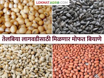 Oil Seed Production : दरवर्षी १० लाख हेक्टरसाठी मोफत मिळणार तेलबिया बियाणे; केंद्रीय कृषिमंत्री शिवराजसिंह चौहान - Marathi News | Oil Seed Production: Oilseed seeds will be available free of cost for 10 lakh hectares every year; Union Agriculture Minister Shivraj Singh Chouhan | Latest News at Lokmat.com