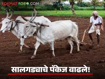 सालगड्यासाठी ग्रामीण भागांत शोधाशोध सुरू; मजुरांच्या वाढलेल्या अपेक्षांपुढे शेतकरी हैराण - Marathi News | Search begins in rural areas for Salgada; Farmers are shocked by the increased expectations of laborers | Latest News at Lokmat.com