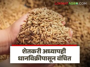 धान खरेदीला लागले 'लिमिट' चे ग्रहण; हजारो शेतकरी अध्यापही धानविक्रीपासून वंचित - Marathi News | Paddy purchase has reached a 'limit'; Thousands of farmers, even teachers, are deprived of paddy sales | Latest News at Lokmat.com