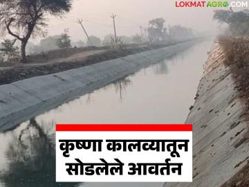 ऐन भरणीवेळी गहू, हरभरा ज्वारीला मिळाले कृष्णा कालव्याचे पाणी; शेतकऱ्यांकडून समाधान व्यक्त - Marathi News | Wheat, gram, jowar got Krishna canal water at the right time; Farmers express satisfaction | Latest News at Lokmat.com ऐन भरणीवेळी गहू, हरभरा ज्वारीला मिळाले कृष्णा कालव्याचे पाणी; शेतकऱ्यांकडून समाधान व्यक्त - Marathi News | Wheat, gram, jowar got Krishna canal water at the right time; Farmers express satisfaction | Latest News at Lokmat.com