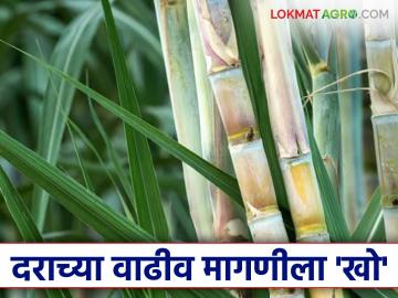 Sugarcane Price : वाढीव ऊस दराची जबाबदारी प्रशासनाने झटकली; यापूर्वीच जाहीर केलेली एफआरपी पुन्हा जाहीर - Marathi News | Sugarcane Price: Administration shrugs off responsibility for increased sugarcane price; FRP announced earlier re-announced | Latest News at Lokmat.com