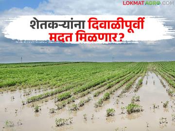 शेतकऱ्यांना दिवाळीपूर्वी मदत मिळणार का? अतिवृष्टी अहवाल 'या' विभागाकडे दिल्यानंतरच होणार मदतीसाठीचा शासन निर्णय - Marathi News | Will farmers get help before Diwali? The government will decide on help only after the heavy rainfall report is submitted to the 'Ya' department | Latest News at Lokmat.com शेतकऱ्यांना दिवाळीपूर्वी मदत मिळणार का? अतिवृष्टी अहवाल 'या' विभागाकडे दिल्यानंतरच होणार मदतीसाठीचा शासन निर्णय - Marathi News | Will farmers get help before Diwali? The government will decide on help only after the heavy rainfall report is submitted to the 'Ya' department | Latest News at Lokmat.com