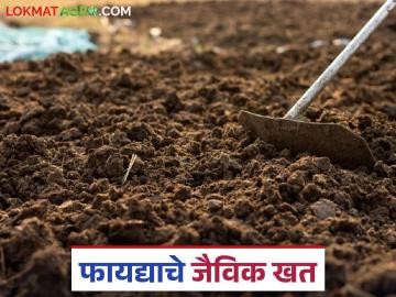 रासायनिक खतांच्या किमतीत भरमसाट वाढ झाल्याने पुन्हा एकदा शेणखताला शेतकऱ्यांची पसंती - Marathi News | Farmers once again prefer cow dung fertilizer due to the steep rise in the price of chemical fertilizers. | Latest News at Lokmat.com